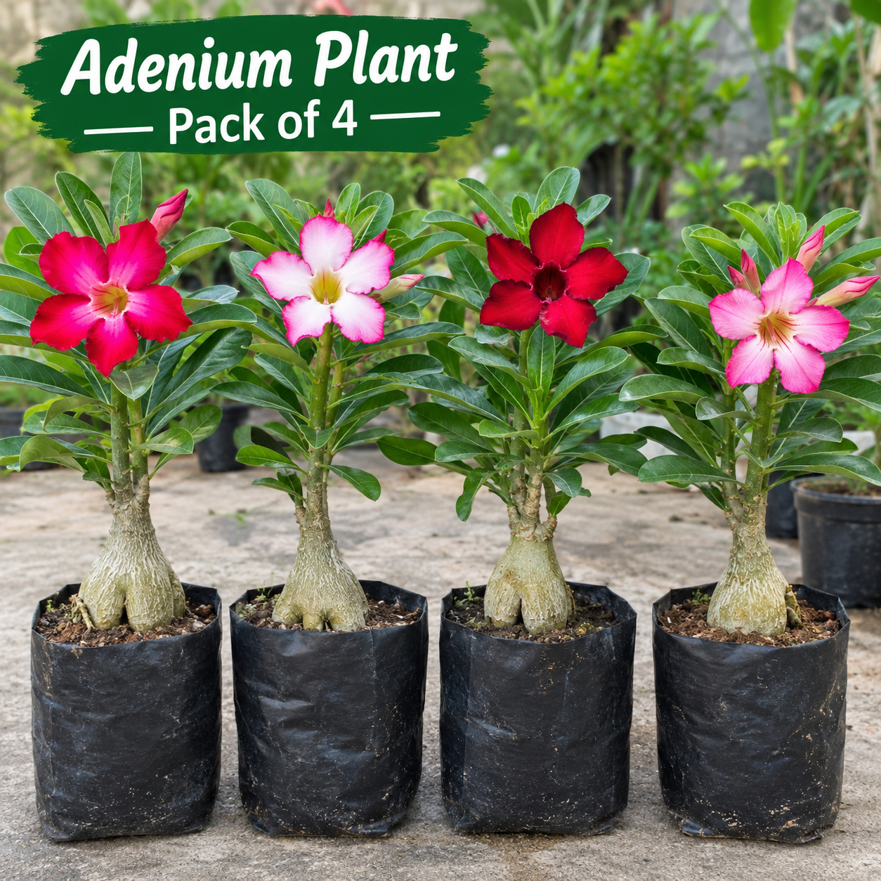 Adenium plant pack of 4