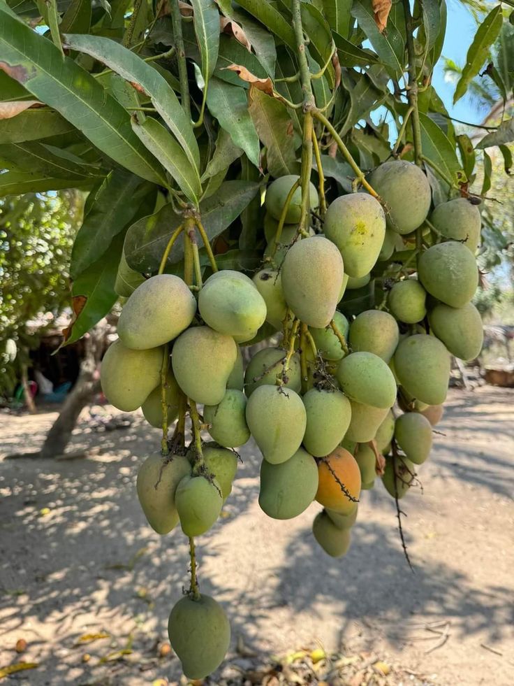 All time thai mango plant