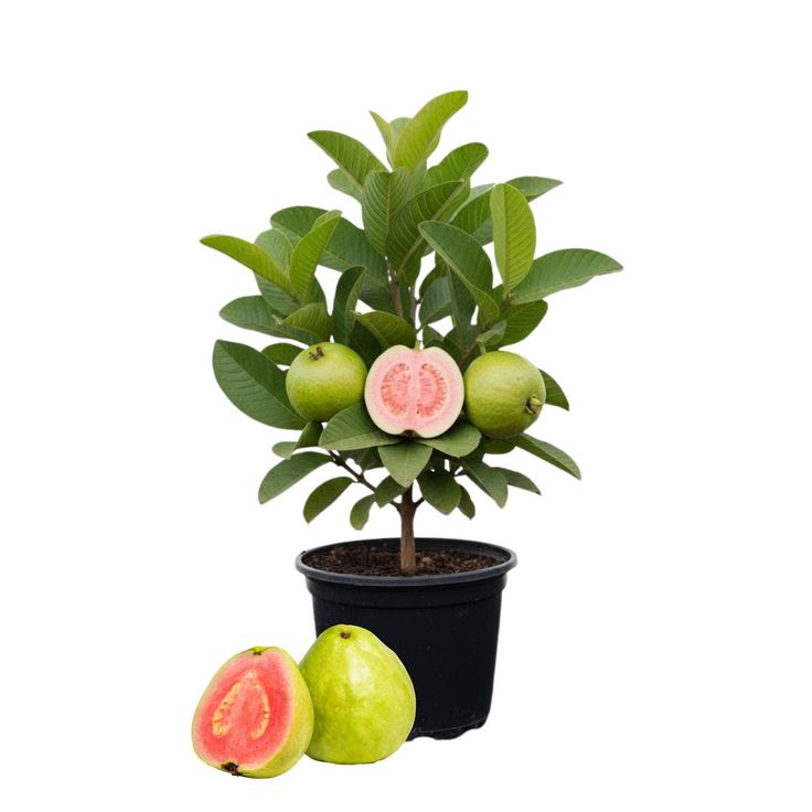 Baruipur guava plant pack of 2