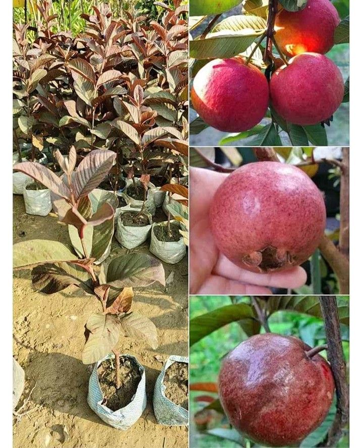 Black diamond guava plant