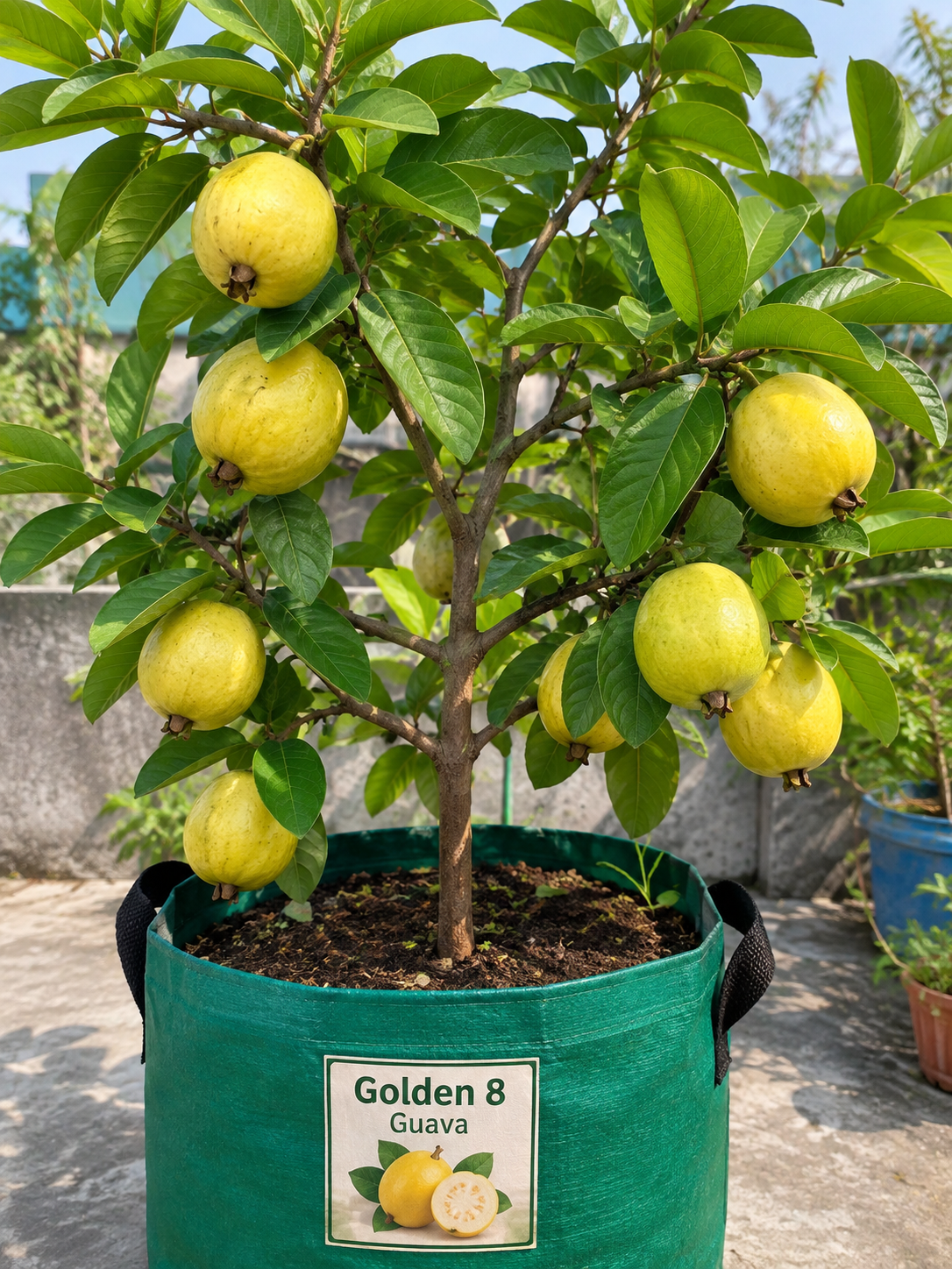Golden 8 guava plant