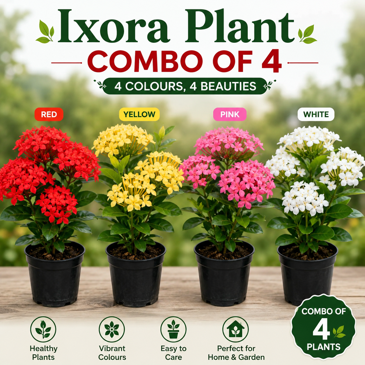 Ixora plant pack of 4