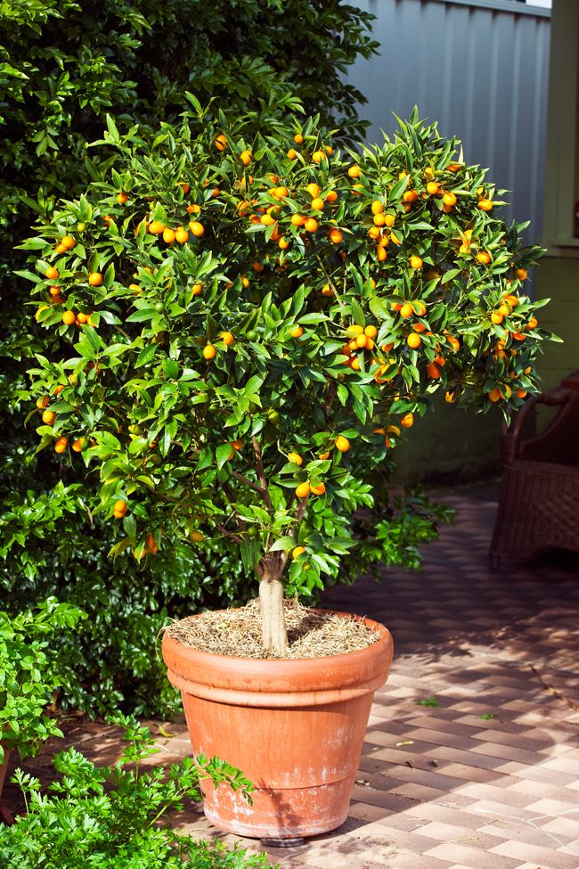 kumquat lemon plant