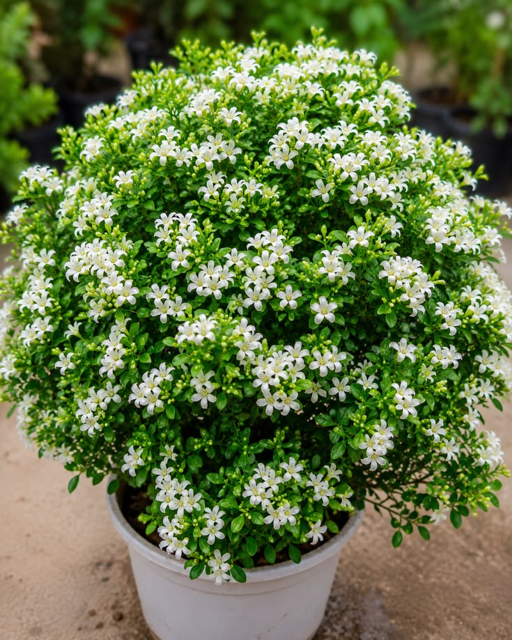 Madhu kamini plant