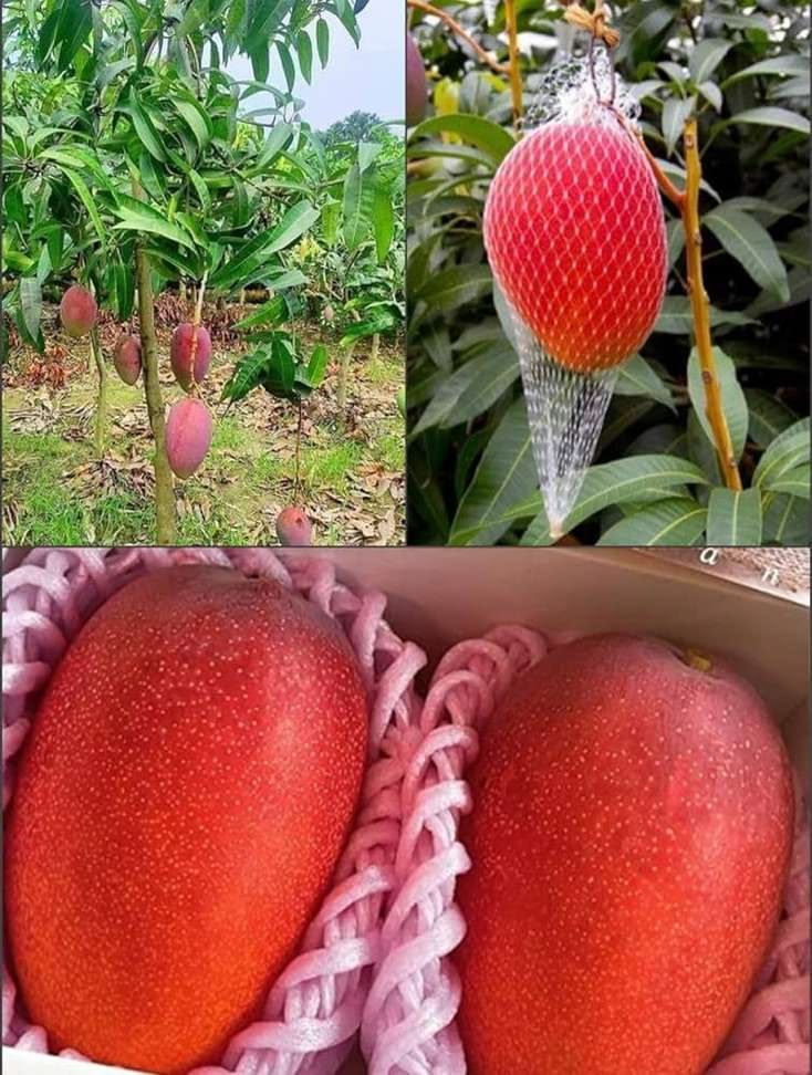 miyazaki mango plant