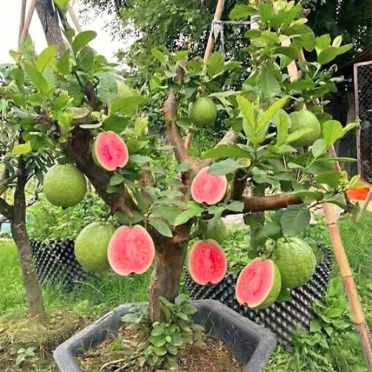 Red diamond guava plant