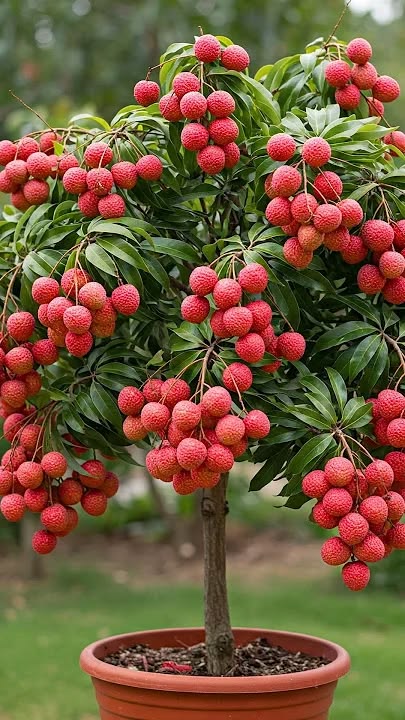 Seedless litchi plant