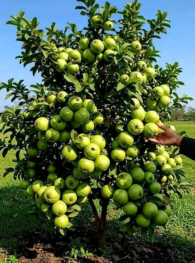 Taiwan pink guava plant