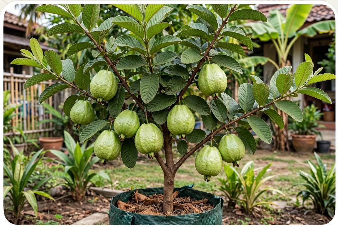 Thai 7 guava plant