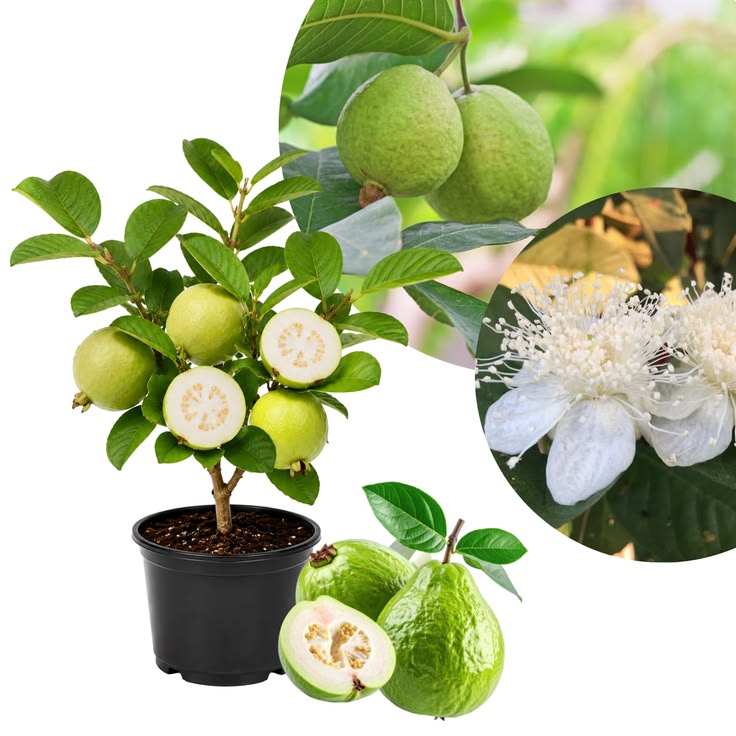 White diamond guava plant